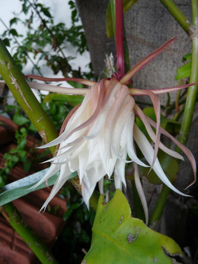 סאוסאל Casa Flora Garden Studio מראה חיצוני תמונה