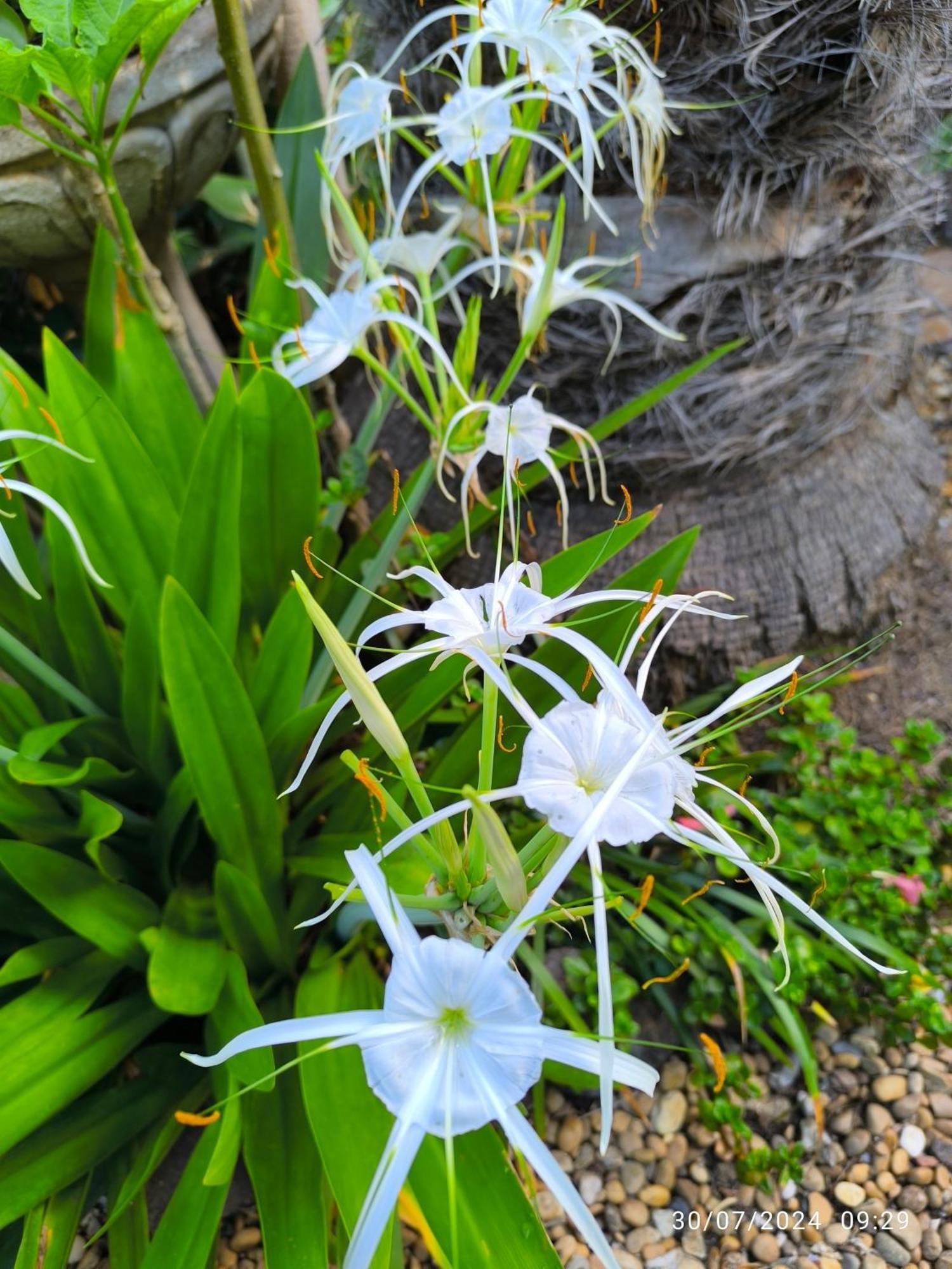 סאוסאל Casa Flora Garden Studio מראה חיצוני תמונה