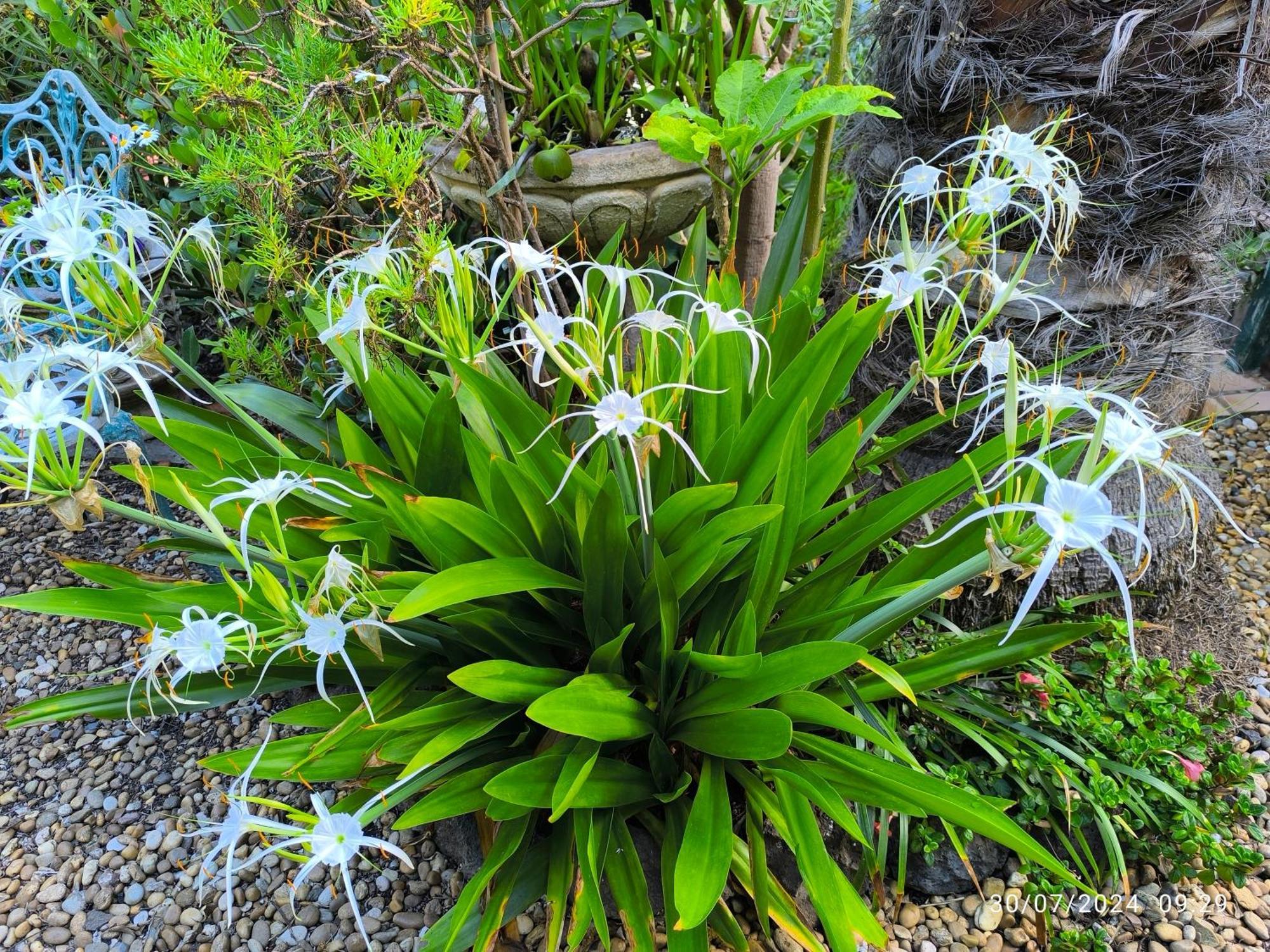 סאוסאל Casa Flora Garden Studio מראה חיצוני תמונה